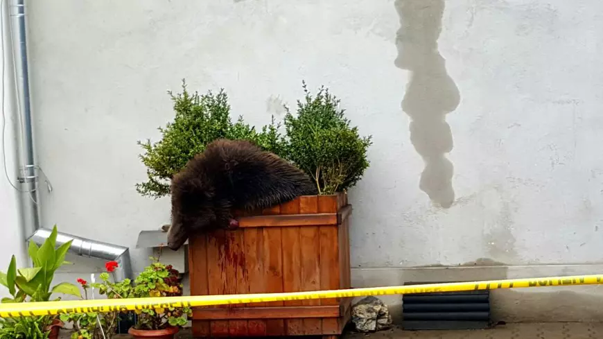 Urs împușcat la Sibiu - imagine după ce a fost împușcat de vânători