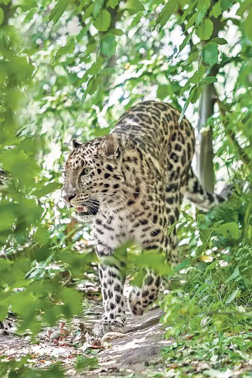 14-leopardul-de-amur