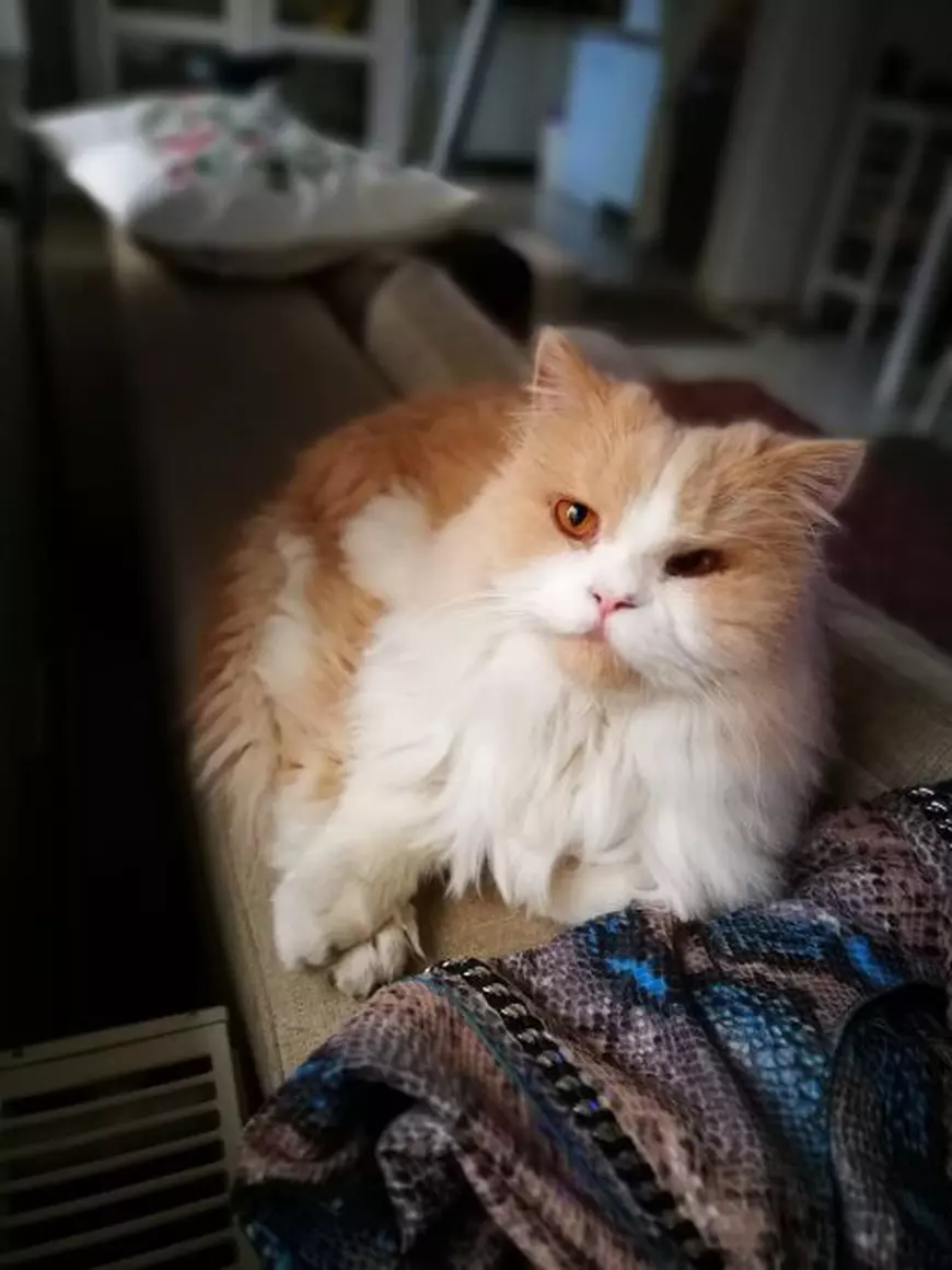 Nico crește acasă patru căței și trei pisici. Ce nume le-a pus artista animalelor