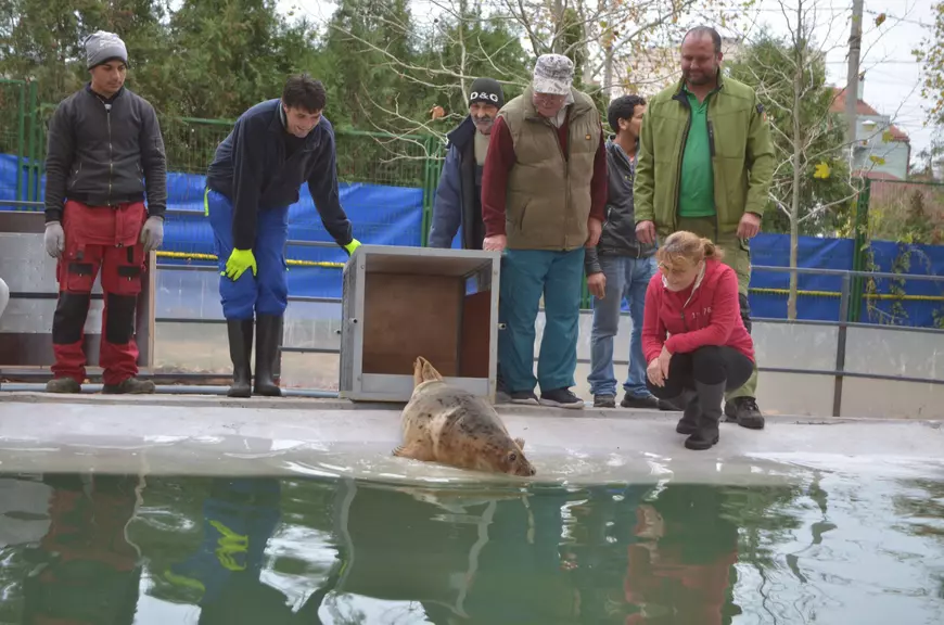 Foca a privit temătoare bazinul cu apă sărată de la Delfinariu