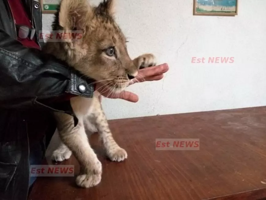 Thor este al doilea leu născut în captivitate la Grădina Zoologică din Bârlad sursă foto: estnews.ro