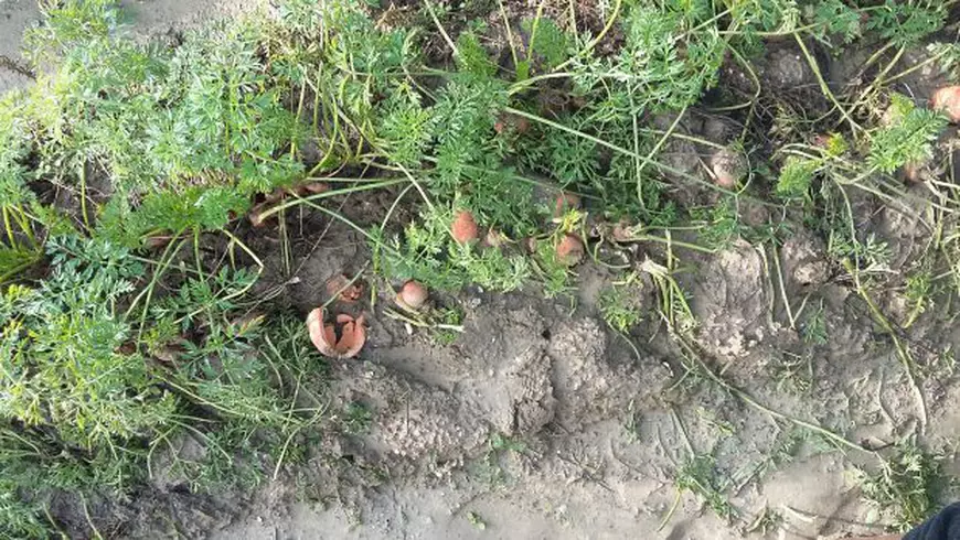 Recoltă distrusă de ploi. Natura a făcut pagube de milioane de euro în județul Galați