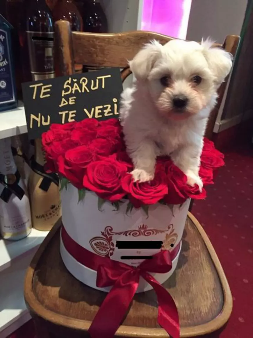 Oana Zăvoranu a primit cadoul de Valentine's Day. Familia ei s-a mărit