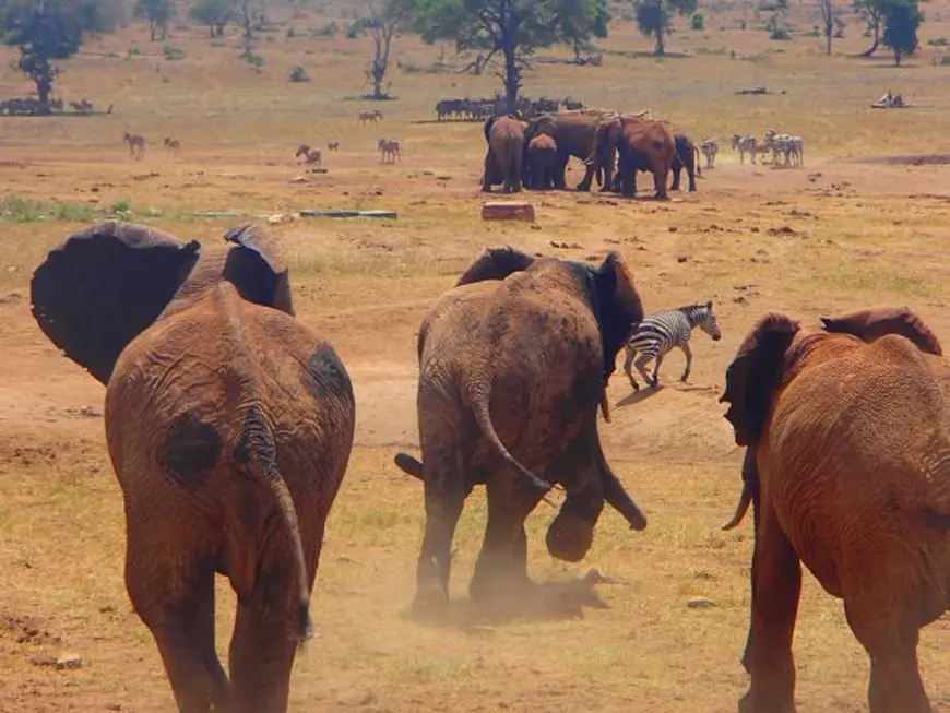 Un bărbat din Kenya conduce zilnic mai multe ore pentru a le duce apă animalelor