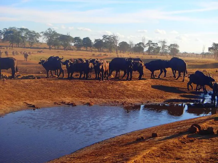 Un bărbat din Kenya conduce zilnic mai multe ore pentru a le duce apă animalelor