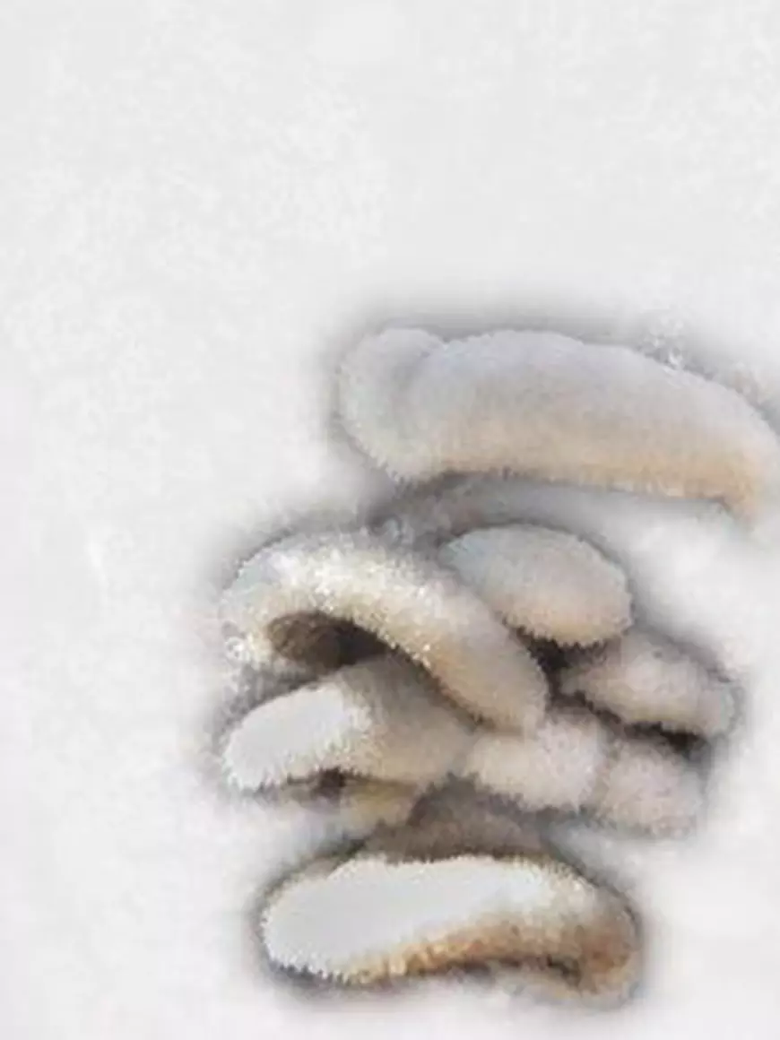 (P) Cel mai inovativ probiotic din Romania