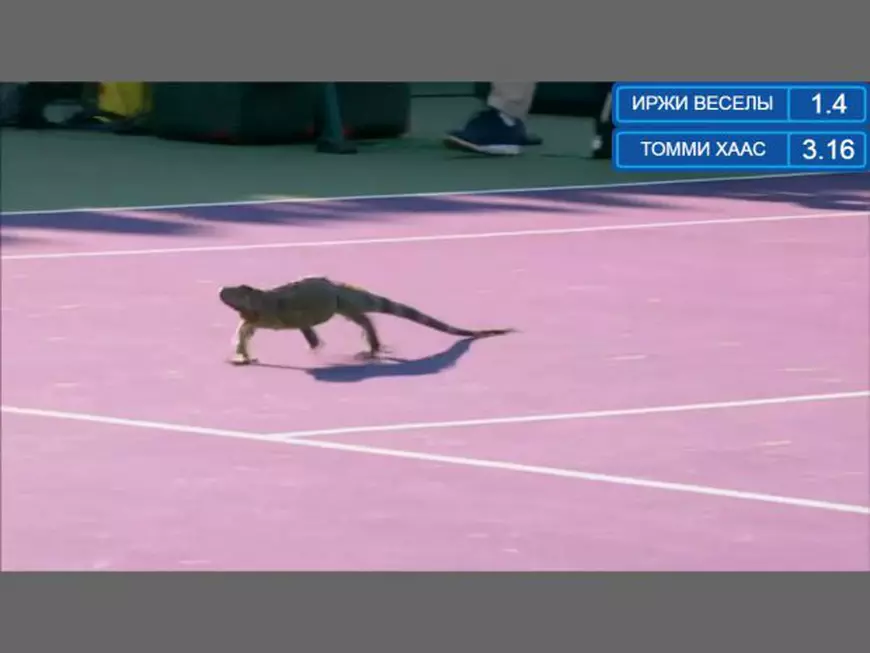 Simona Halep, în pericol! Pe terenurile de la Miami umblă șopârle uriașe / GALERIE FOTO & VIDEO