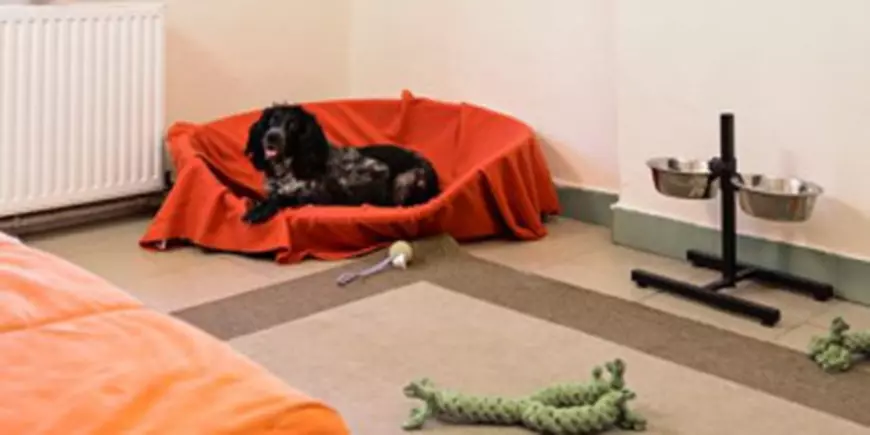 Cât costă să îți cazezi animalul de companie la un hotel de 5 stele în vacanța de Paște?