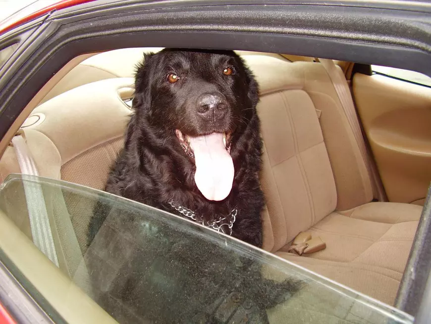 Corina Chiriac duce dorul animalului ei de companie. "L-am visat apărând de nicăieri ca să mă apere"