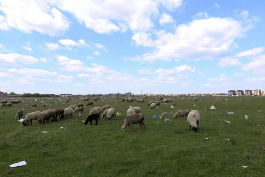 EXCLUSIV / Obligat de autorități să-și vândă oile, ultimul cioban din București le-a împodobit cu mărțișoare, să nu le mai deoache Primăria