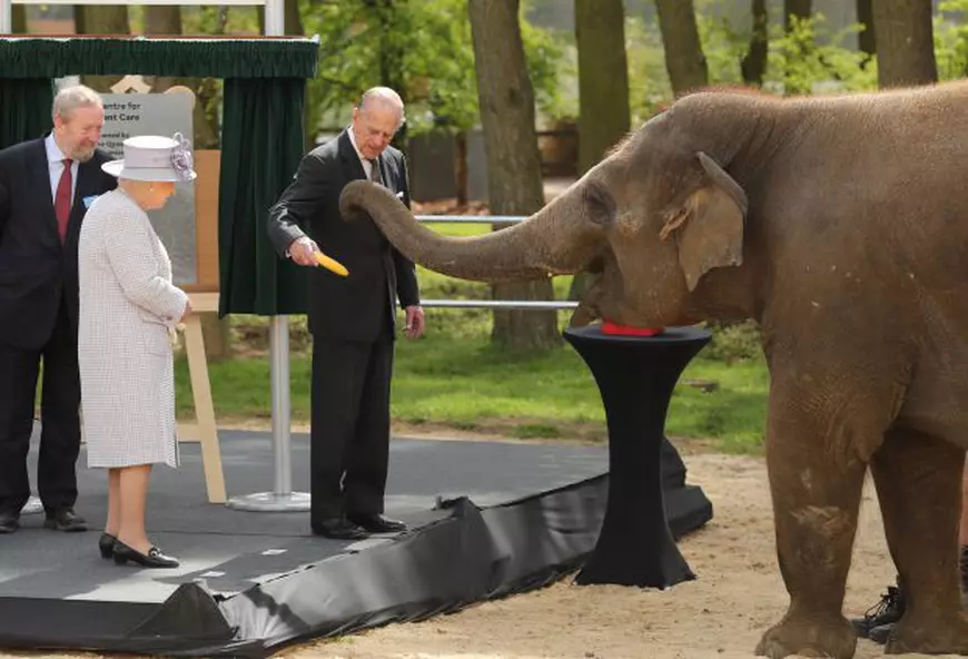 Prințul Philip hrănește un elefant