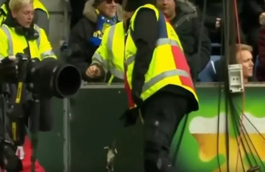 Oamenii de ordine au îndepărtat șobolanii morți aruncați de fani