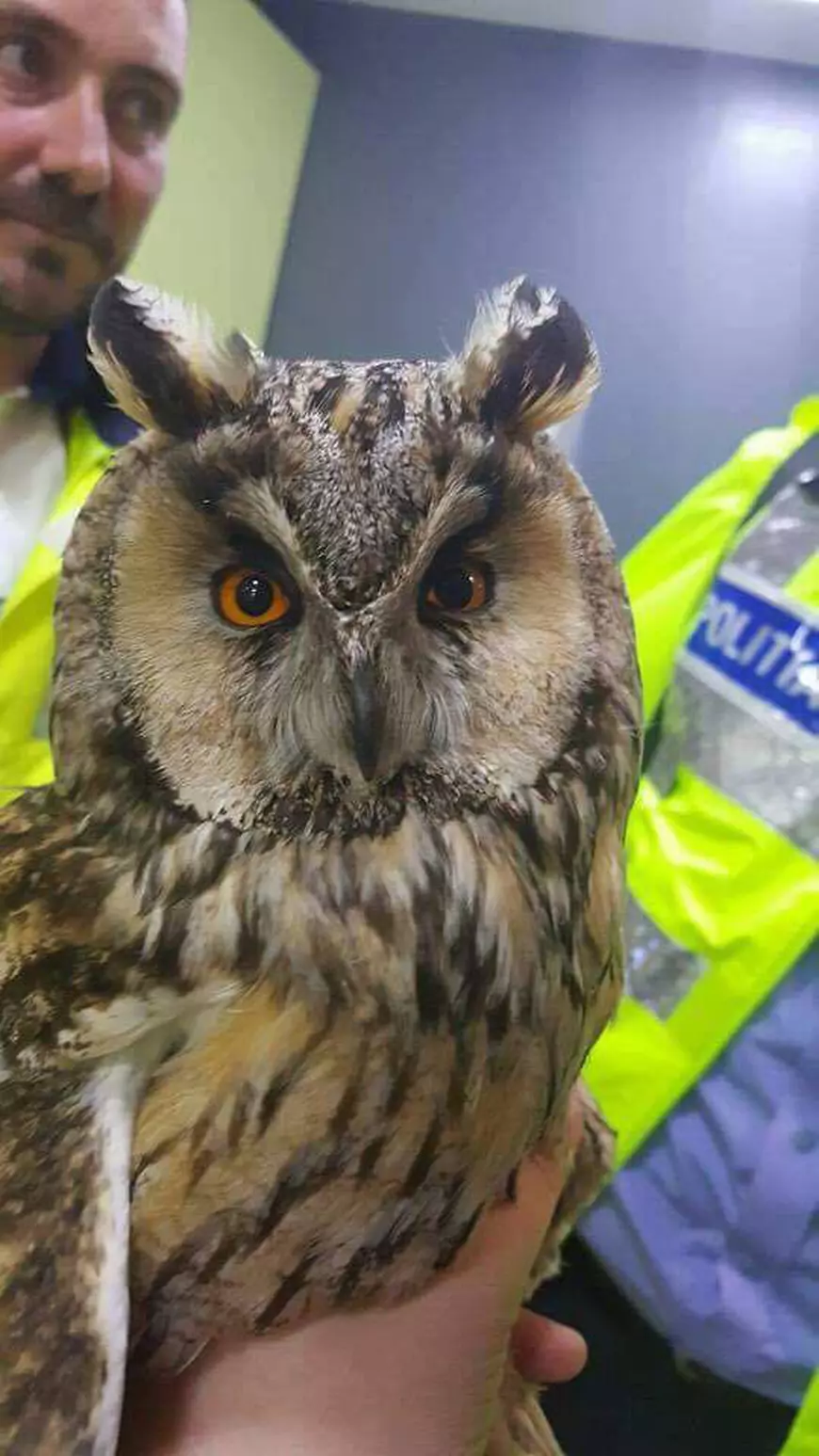 Bufniță rănită, salvată de polițiști pe Autostrada Soarelui