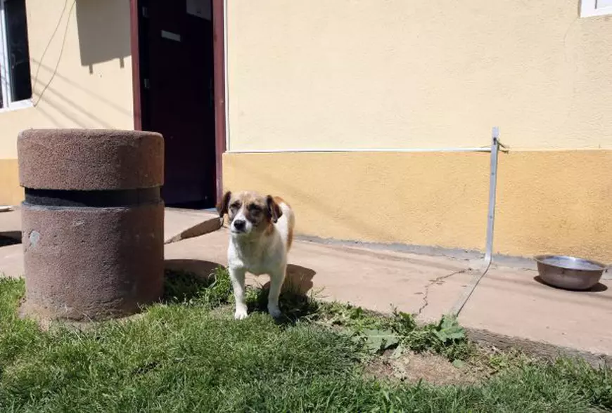 Poliția necuvântătoarelor: Dacă îți chinui animalul de companie riști 3 ani de pușcărie