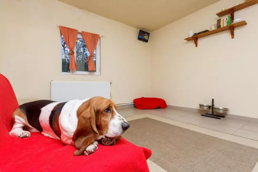 VIDEO EXCLUSIV/ Superofertă pentru cățeii de bani gata! Hoteluri de lux, servicii spa și masaj, parfumuri și mobilier de mii de lei