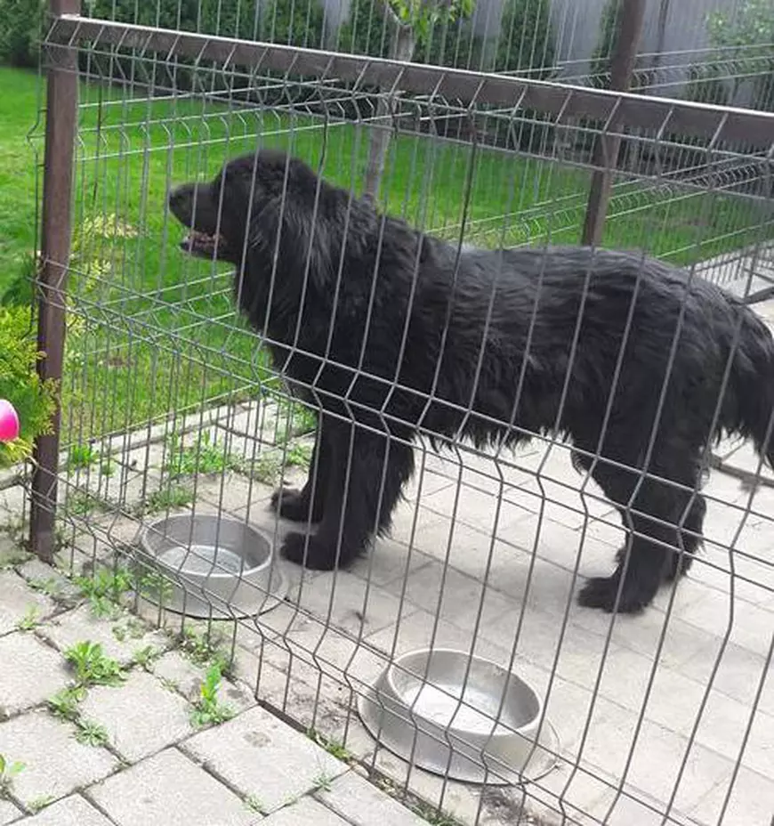 EXCLUSIV/ Momente grele pentru Cornel Păsat. ”A ieșit din curte și nu s-a mai întors”