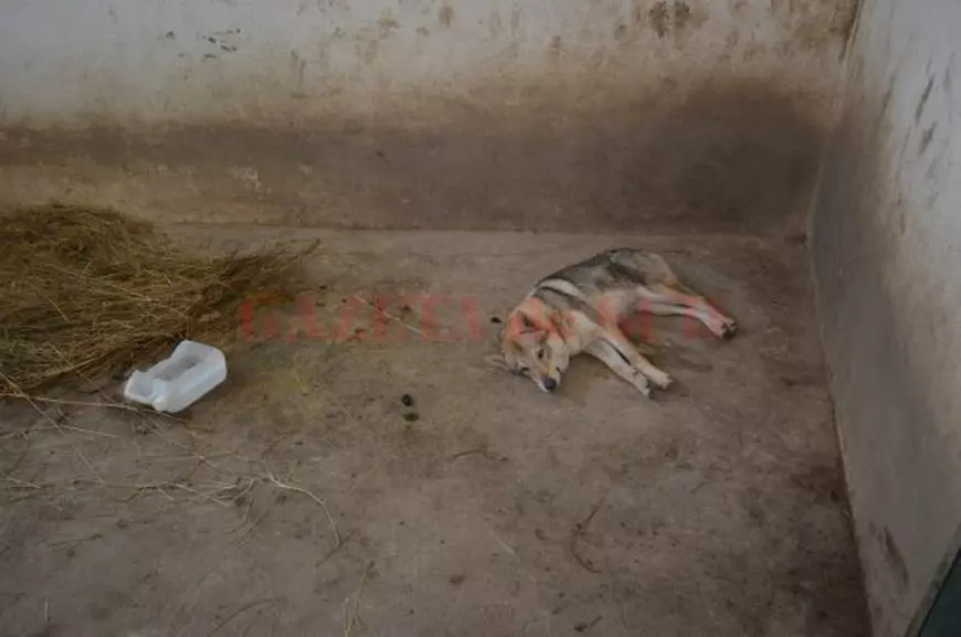 lup într-un parc din Craiova