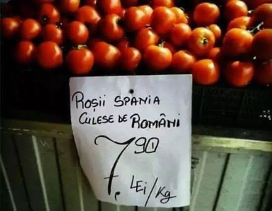 rosii spania culese de romani