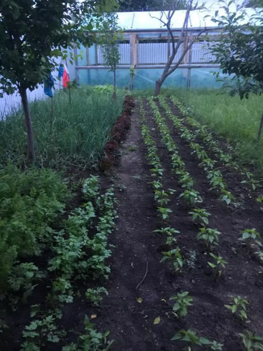 Mirela Oprisor solar