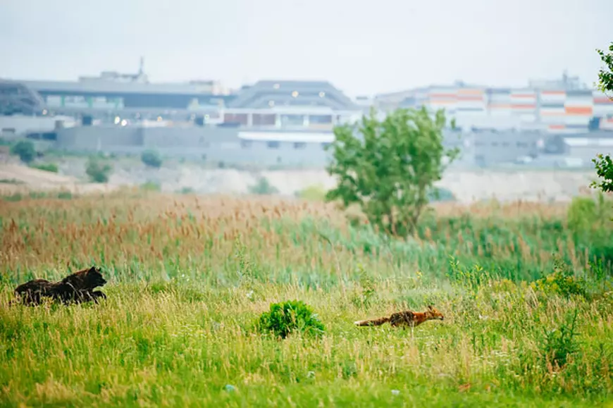 VIDEO EXCLUSIV/ În octombrie, Bucureștiul va avea primii rangeri în Parcul Natural Văcărești