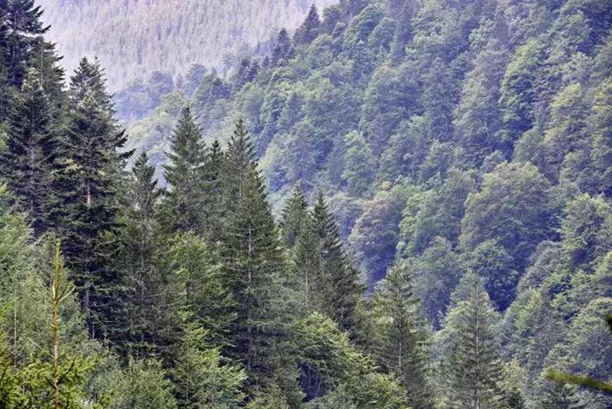 Codrul, frate cu telefonia: Hoţii de păduri, vânaţi de cetăţeni cu o aplicaţie specială de pe mobil