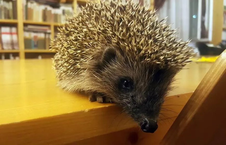 Surpriză neașteptată la o pensiune din Hunedoara: un arici în bibliotecă