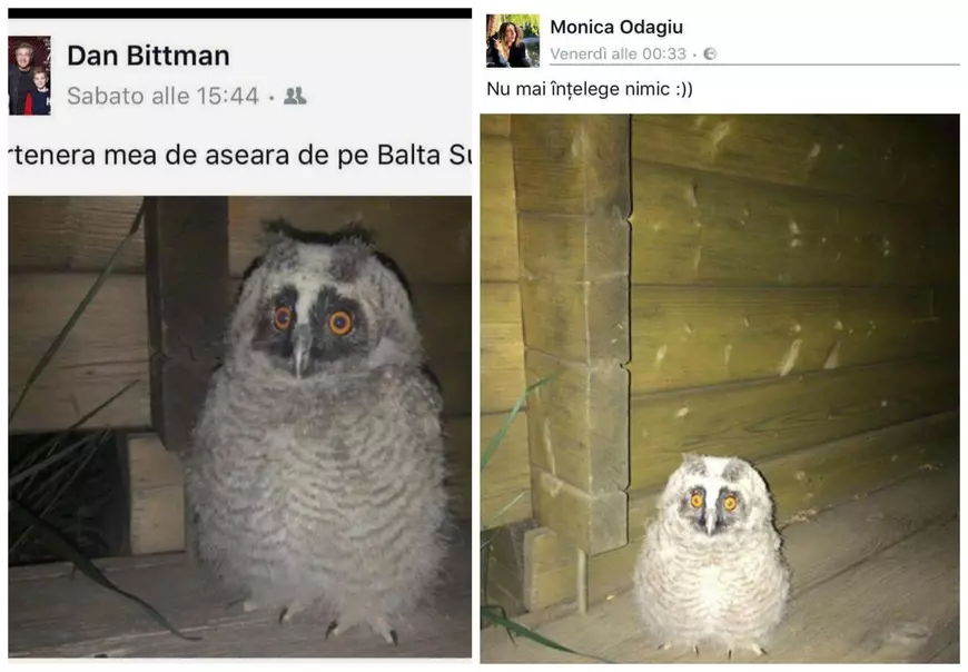 EXCLUSIV/ Dan Bittman nu mai ascunde relația pe care o are cu Monica Odagiu. Dribling artistic pe plan amoros