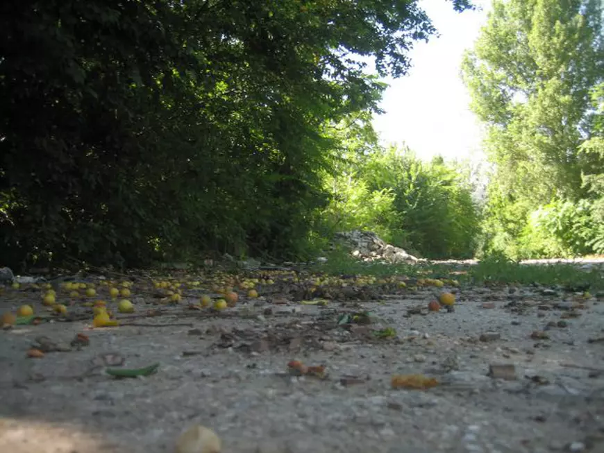 EXCLUSIV. Afacerea “Cântarea României” din centrul Bucureștiului: 74 de milioane de euro, dați pe… corcoduşe