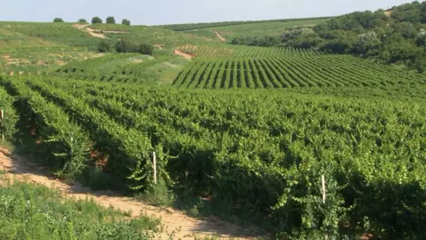 VIDEO EXCLUSIV/ Când lenea-i coană mare... Gustul românesc se strică în țărână, iar noi mâncăm mingi de tenis pe post de fructe