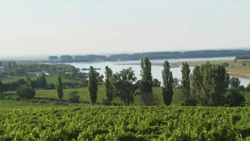 VIDEO EXCLUSIV/ Când lenea-i coană mare... Gustul românesc se strică în țărână, iar noi mâncăm mingi de tenis pe post de fructe