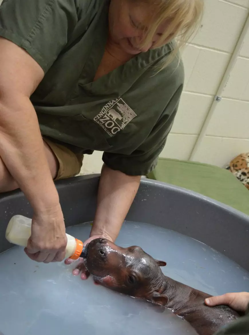 O grădină zoologică a creat un program de matrimoniale pentru animale