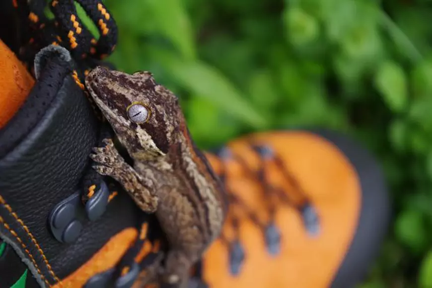 Așa arată o șopârlă gecko | FOTO: Pixabay.com