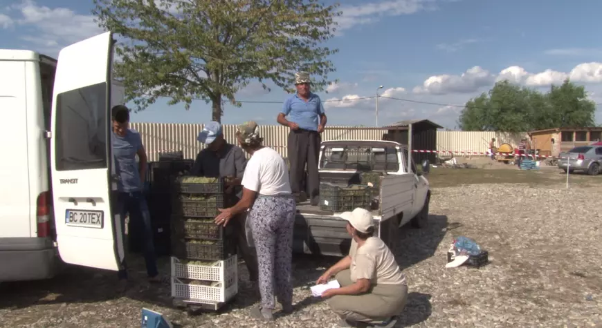 REPORTAJ/ „Dăbuleniul strugurilor”, piața unde producătorii primesc șansa de a vinde la un preț mai bun