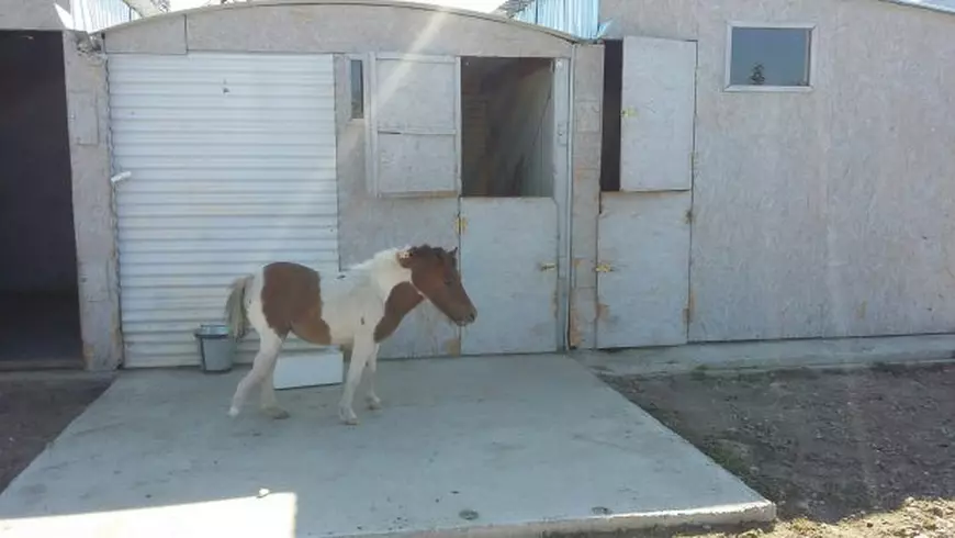 Un ponei a fost salvat de la eutanasiere de o fundație din Galați. După ce a fost operat și i s-a pus orteză, acum zburdă plin de viață/FOTO, VIDEO