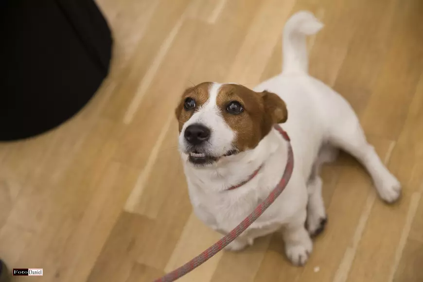 VIDEO EXCLUSIV/ Cristina Cioran caută iubită de rasă pentru „fiul” ei. ”Sunt pretențioasă ca o adevărată mamă de băiat”