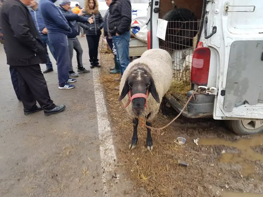 VIDEO/Europa ne taie porcii înainte de Ignat. Cel mai vechi târg de animale s-a închis