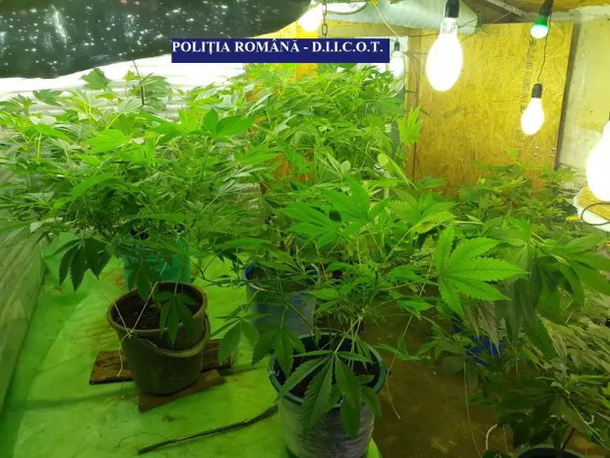 FOTO: Captură record de 20 de kilograme de droguri în Vaslui, în urma unor percheziții în județ