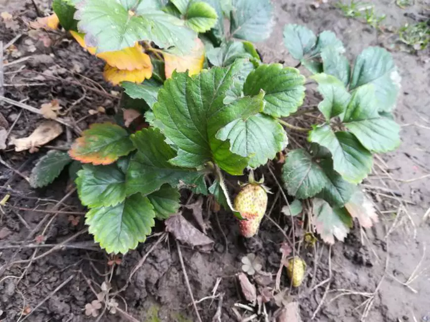 FOTO| Aproape s-au copt căpșunile la Galați, în ianuarie, din cauza temperaturilor ridicate