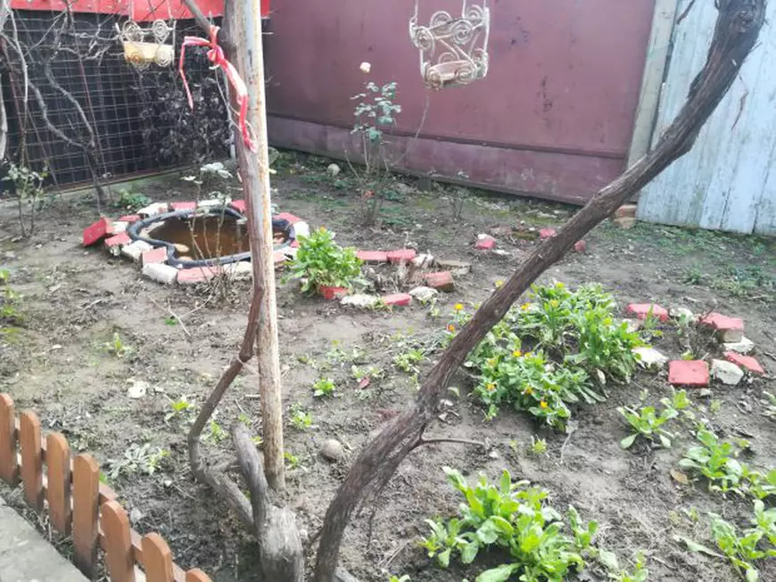 FOTO| Aproape s-au copt căpșunile la Galați, în ianuarie, din cauza temperaturilor ridicate