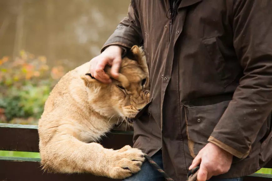 Curajul unui francez de 68 de ani: locuiește cu cinci tigri și doi lei