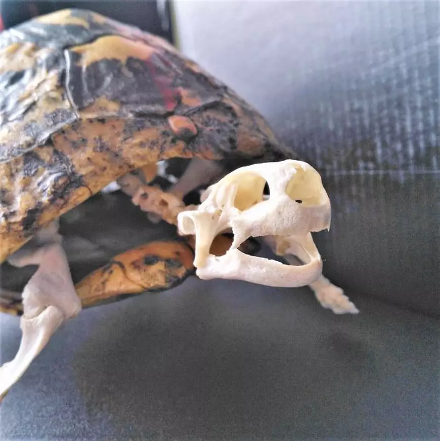 EXCLUSIV/Roxana, singura taxidermistă din București: “Să împăiezi un animal înseamnă să nu-l lași să moară complet”