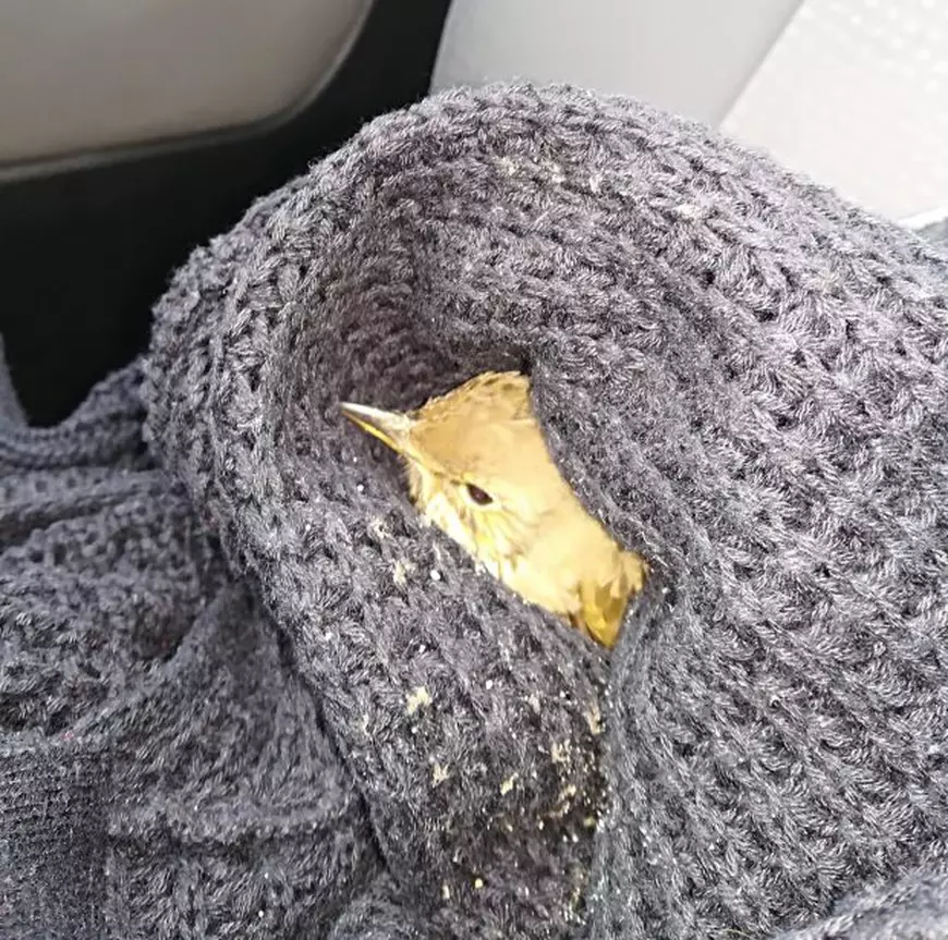 SOS - păsări călătoare în pericol: berzele care se așază pe șosea au nevoie de ajutor