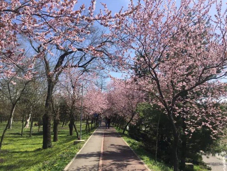 Timișoara, orașul în care nu s-a mai făcut dezinsecție cum trebuie de 4 ani. Mămicile fac petiții către primărie