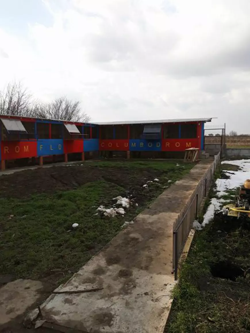 Florentin Dumitru și-a făcut columbodrom în culorile Stelei. Cât costă înscrierea la concursuri