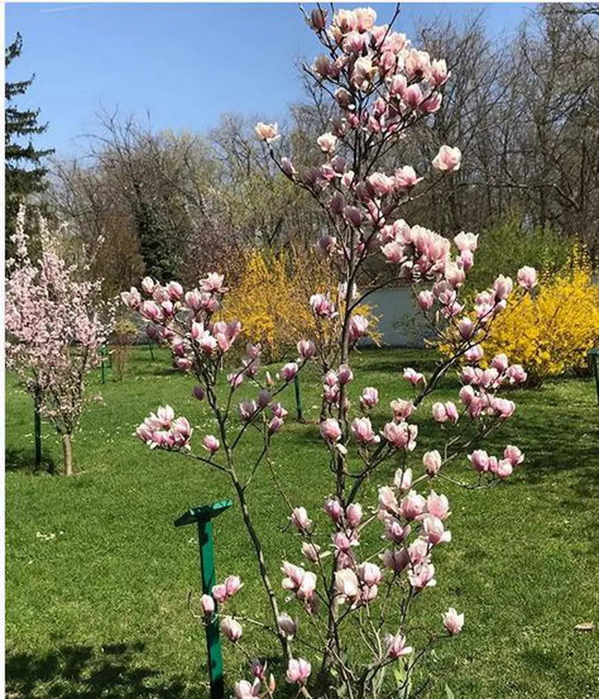 Ce s-a întâmplat cu magnolia primită de Principesa Margareta de ziua de naștere, în urmă cu nouă ani. A fost cadou de la Cătălin Măruță