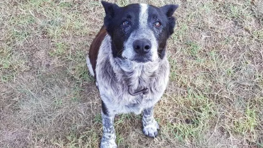 Un câine orb și surd a găsit o fetiță pierdută și a stat cu ea 16 ore până au ajuns salvatorii