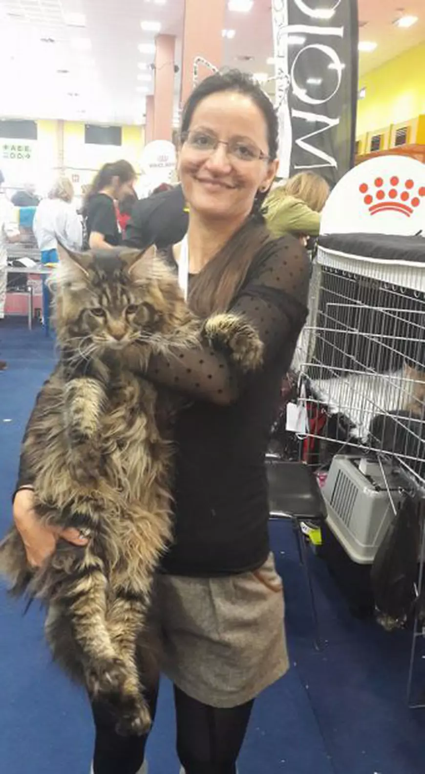 Rasa Main coon, Archibald, 10 luni.... 7kg jumatate cumpărat peste 1000 de euro...