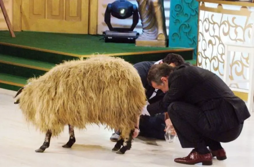 Becali n-a uitat cum se mulge o oaie