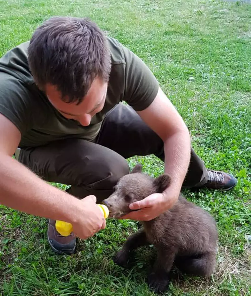 Pui de urs salvat de pădurari, după ce mama lui a fost lovită de un tren, în judeţul Braşov/ FOTO&VIDEO