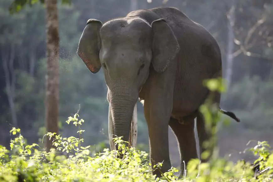 Bursucul și elefantul / OPINIE